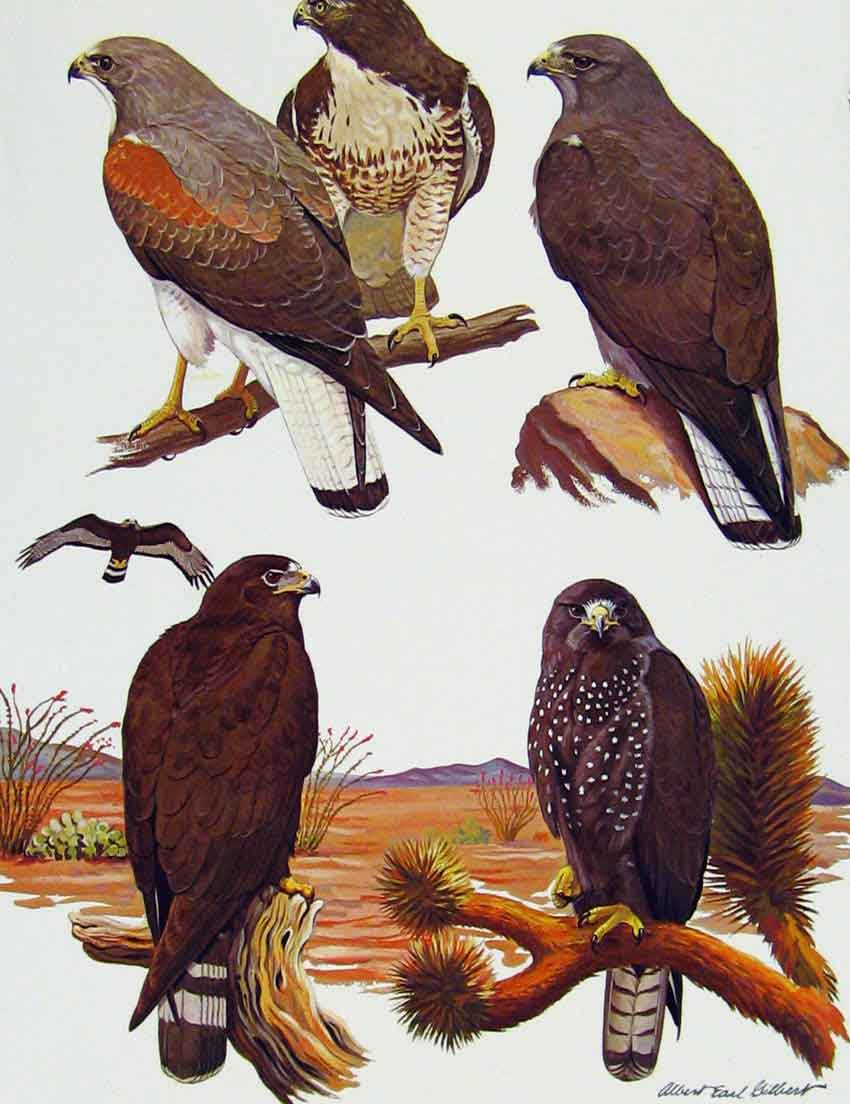 Original Old Antique Print Eagles Hawks & Falconswhite Tailed Hawk Color Plate
