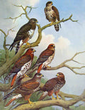 Old Antique Print Eagles Hawks & Falcons Madagascar Buzzard Color Plate