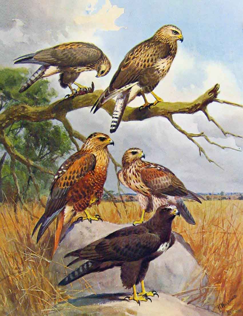 Old Antique Print Eagles Hawks & Falcons Long Legged Buzzard Plate Birds