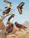 Original Old Antique Print Eagles Hawks & Falcons Jacktail Augur Buzzard C1898