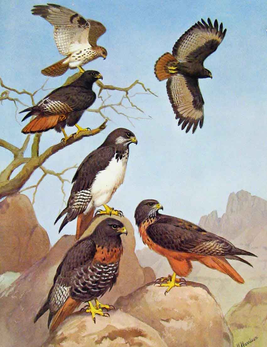 Original Old Antique Print Eagles Hawks & Falcons Jacktail Augur Buzzard C1898