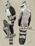 Original Old Antique Print Eagles Hawks & Falcons Guiana Crested Eagle Plate