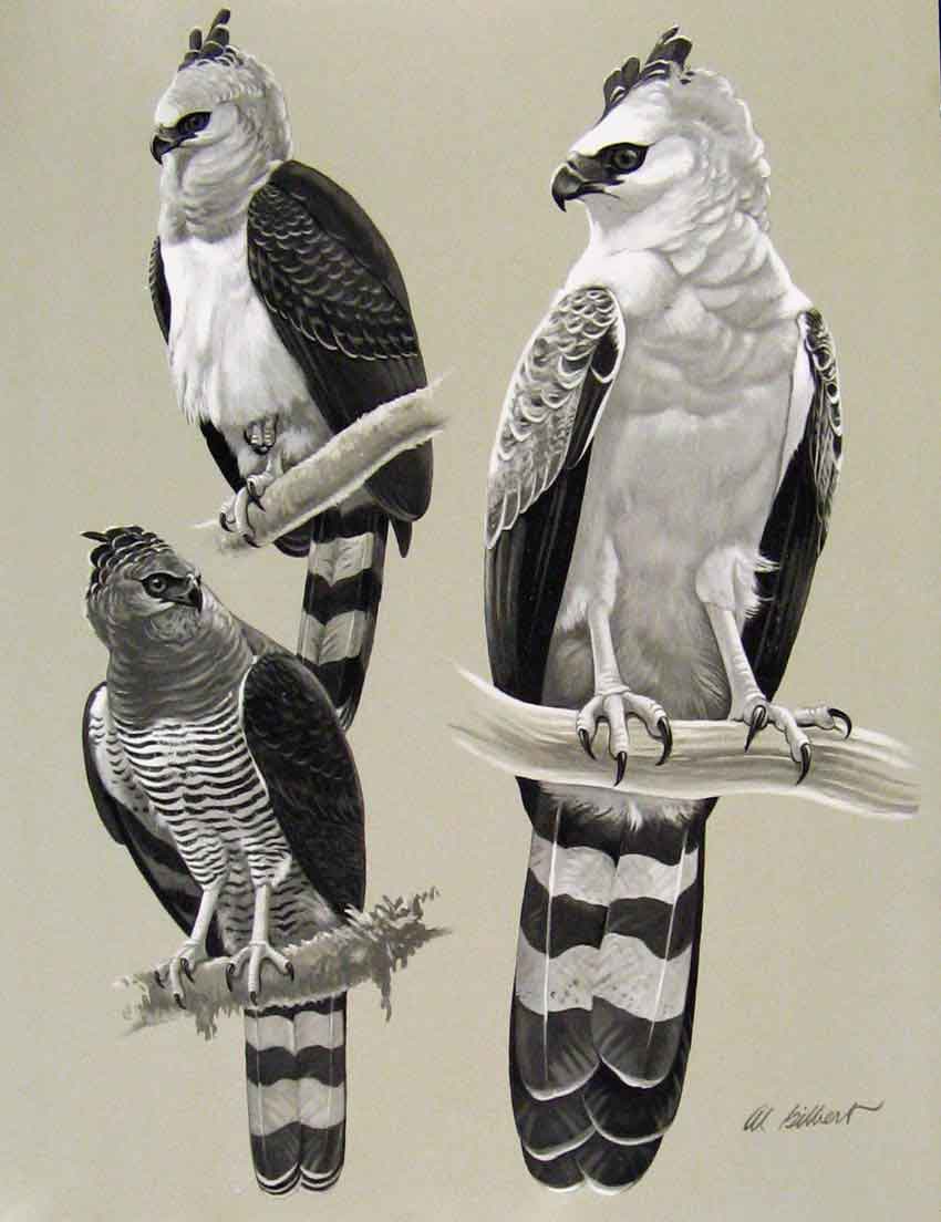 Original Old Antique Print Eagles Hawks & Falcons Guiana Crested Eagle Plate