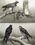 Old Antique Print Eagles Hawks & Falcons Martial Eagle Indian Black Eagle