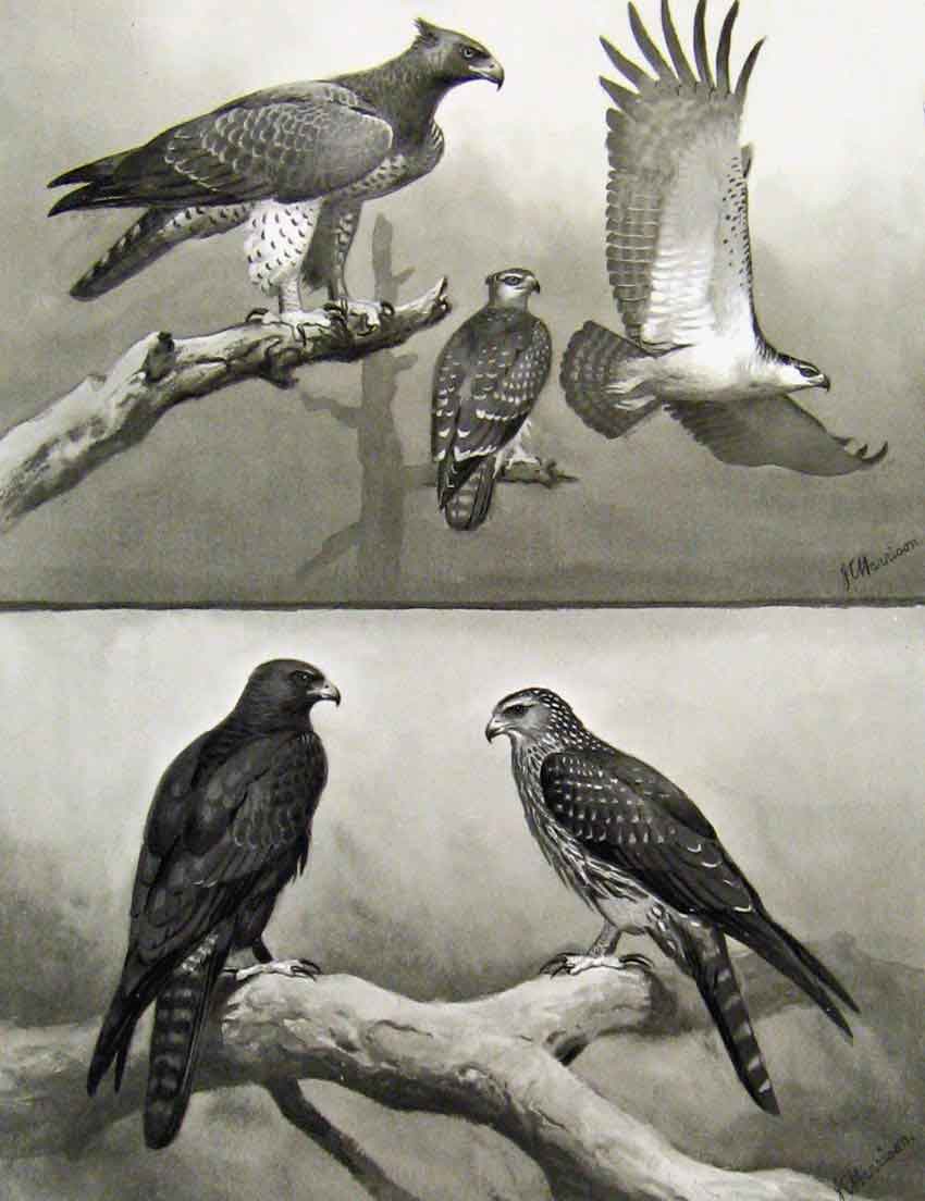 Old Antique Print Eagles Hawks & Falcons Martial Eagle Indian Black Eagle