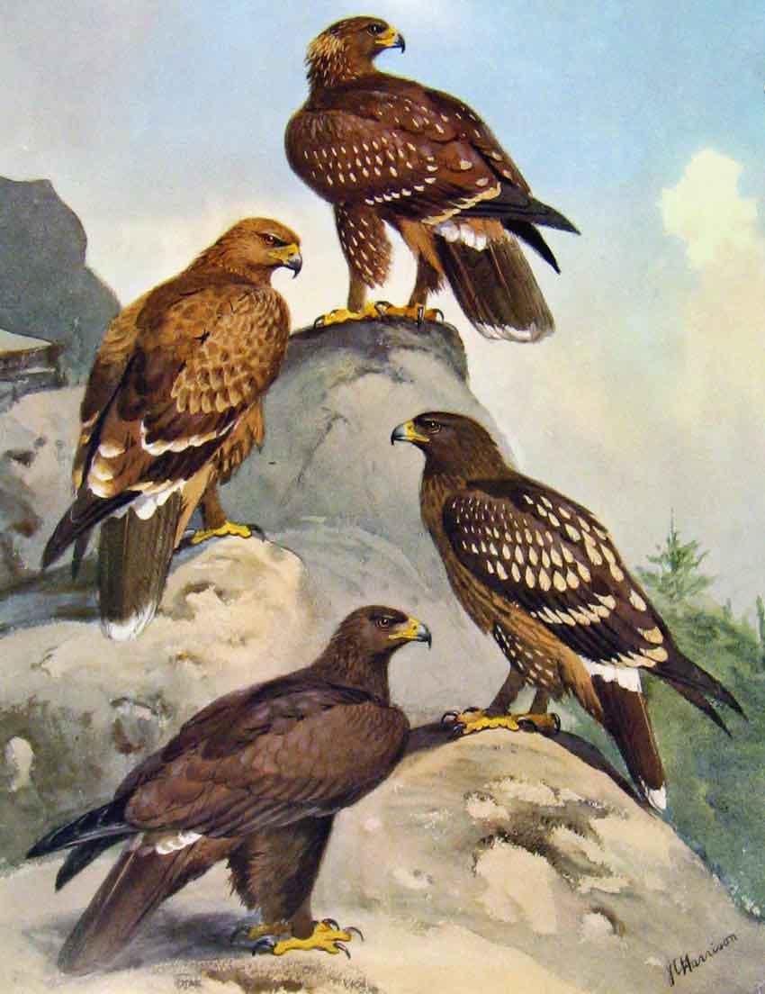 Old Antique Print Eagles Hawks & Falcons Lesser Spotted Eagle Plate C1898 19th