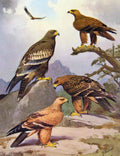 Old Antique Print Eagles Hawks & Falcons Wahlbergs Eagle Birds Plate 1898 19th
