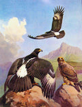 Original Old Antique Print Eagles Hawks & Falcons Verreauxs Black Eagle Color