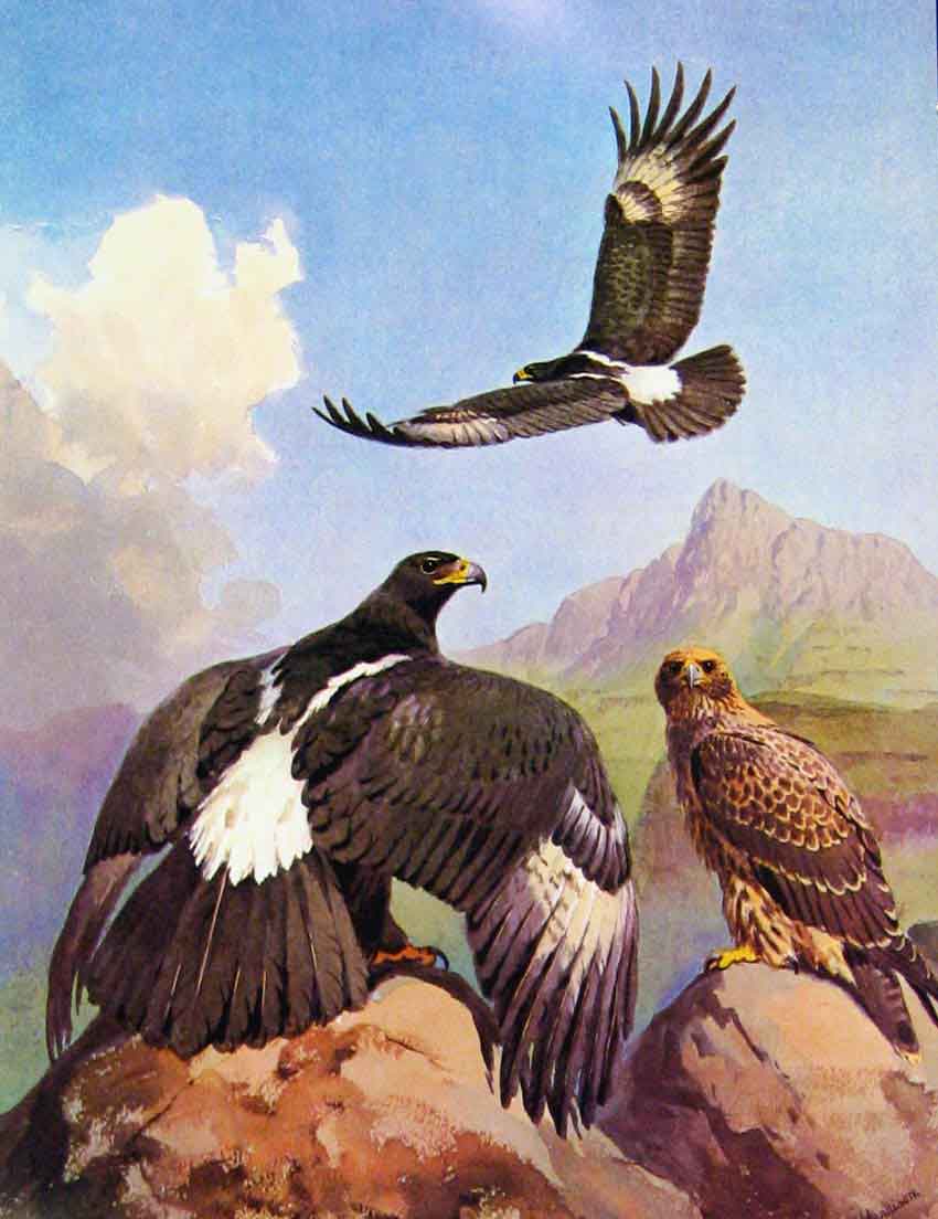 Original Old Antique Print Eagles Hawks & Falcons Verreauxs Black Eagle Color