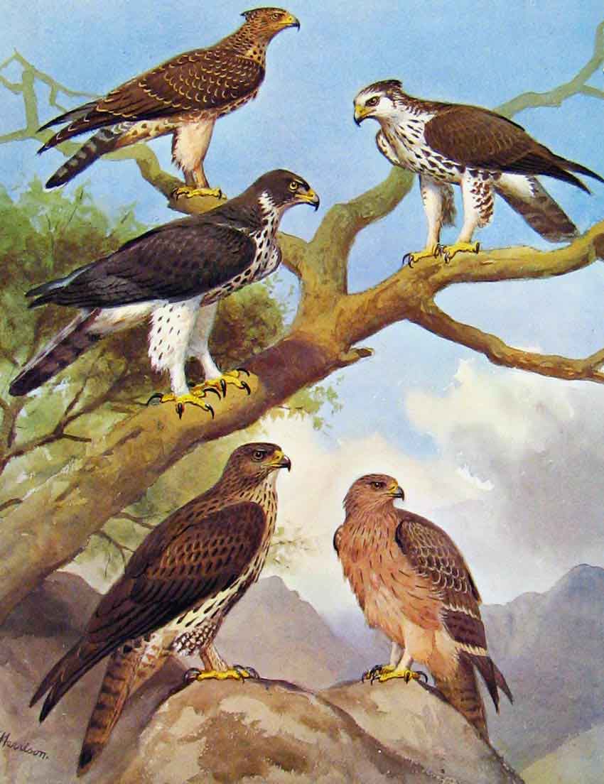 Old Antique Print Eagles Hawks & Falcons Ayres Hawk Eagle African Eagle