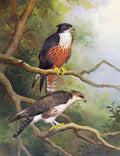 Original Old Antique Print Eagles Hawks & Falcons Chestnut Bellied Hawk Eagle