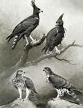 Old Antique Print Eagles Hawks & Falcons Long Crested Eagle Plate C1898 19th