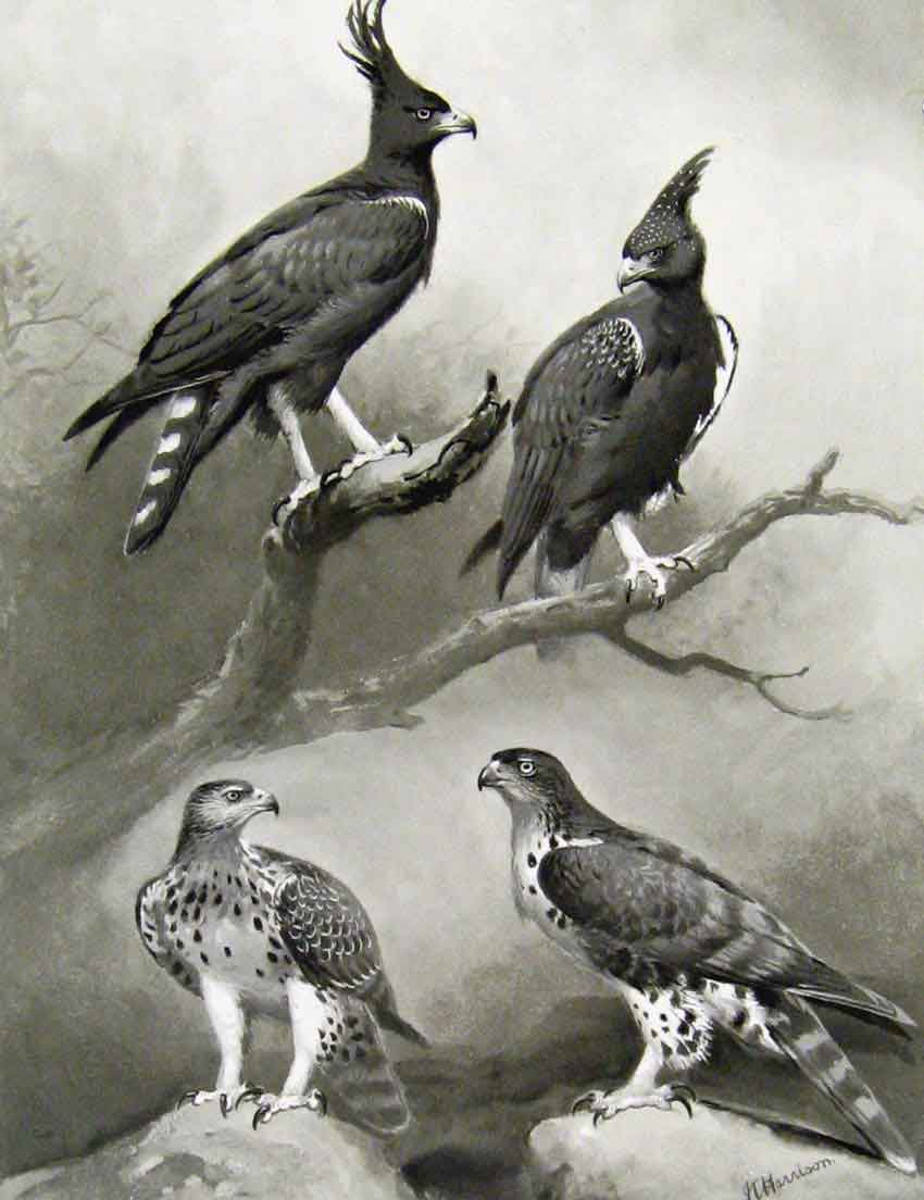Old Antique Print Eagles Hawks & Falcons Long Crested Eagle Plate C1898 19th