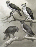 Original Old Antique Print Eagles Hawks & Falcons Crested Changeable Hawk Eagle