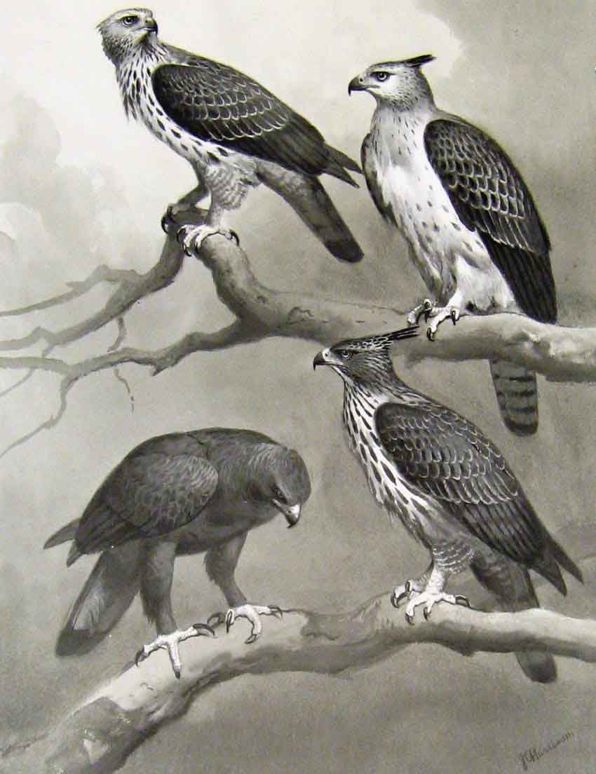 Original Old Antique Print Eagles Hawks & Falcons Crested Changeable Hawk Eagle