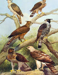 Old Antique Print Eagles Hawks & Falcons Celebes Hawk Eagel Color Plate