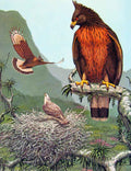 Original Old Antique Print Eagles Hawks & Falcons Isidors Eagle Color Plate