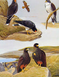Original Old Antique Print Eagles Hawks & Falcons Carunculated Caracara Birds
