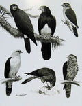 Old Antique Print Eagles Hawks & Falcons Yellow Throated Caracaras Bird