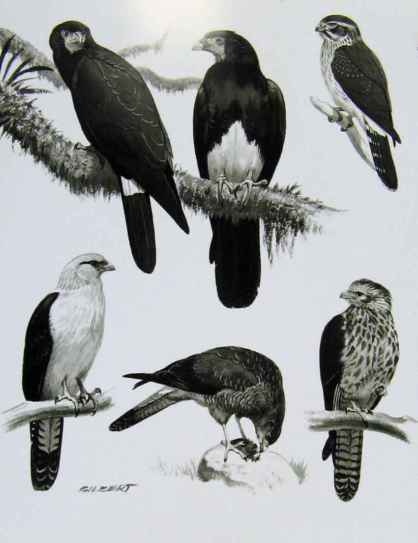 Old Antique Print Eagles Hawks & Falcons Yellow Throated Caracaras Bird