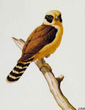 Old Antique Print Eagles Hawks & Falcons Laughing Falcon Color Plate Bird