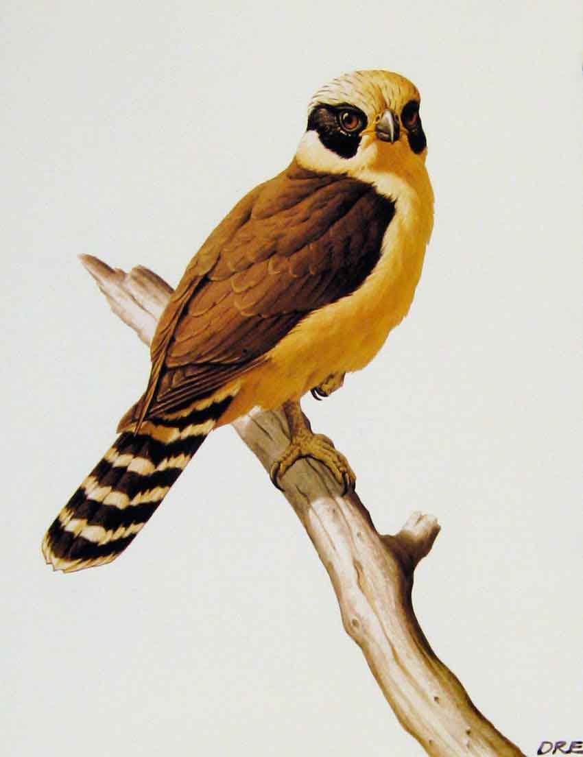 Old Antique Print Eagles Hawks & Falcons Laughing Falcon Color Plate Bird