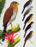Old Antique Print Eagles Hawks & Falcons Barred Forest Falcon Color Plate