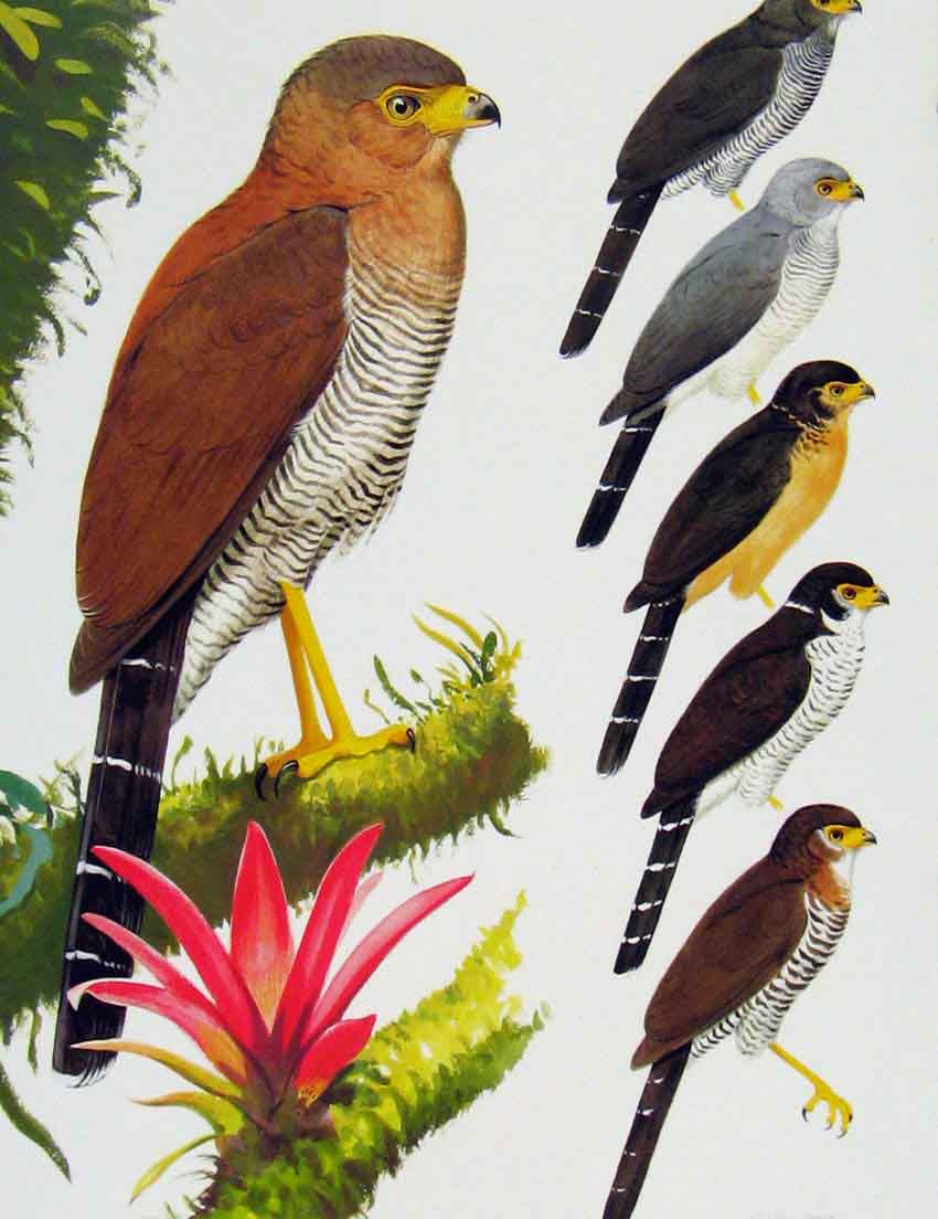 Old Antique Print Eagles Hawks & Falcons Barred Forest Falcon Color Plate