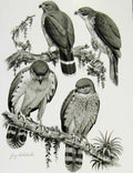 Original Old Antique Print Eagles Hawks & Falcons Sclaters Forest Color Plate