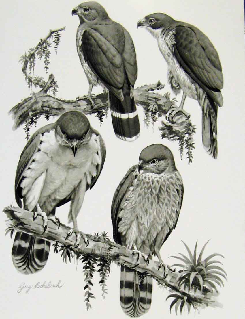 Original Old Antique Print Eagles Hawks & Falcons Sclaters Forest Color Plate
