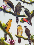 Original Old Antique Print Eagles Hawks & Falcons Collared Forest Birds Plate
