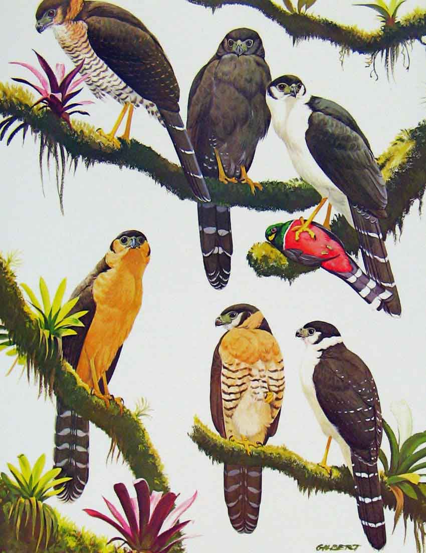 Original Old Antique Print Eagles Hawks & Falcons Collared Forest Birds Plate