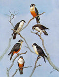 Old Antique Print Eagles Hawks & Falcons Red Legged Black Legged Bornean