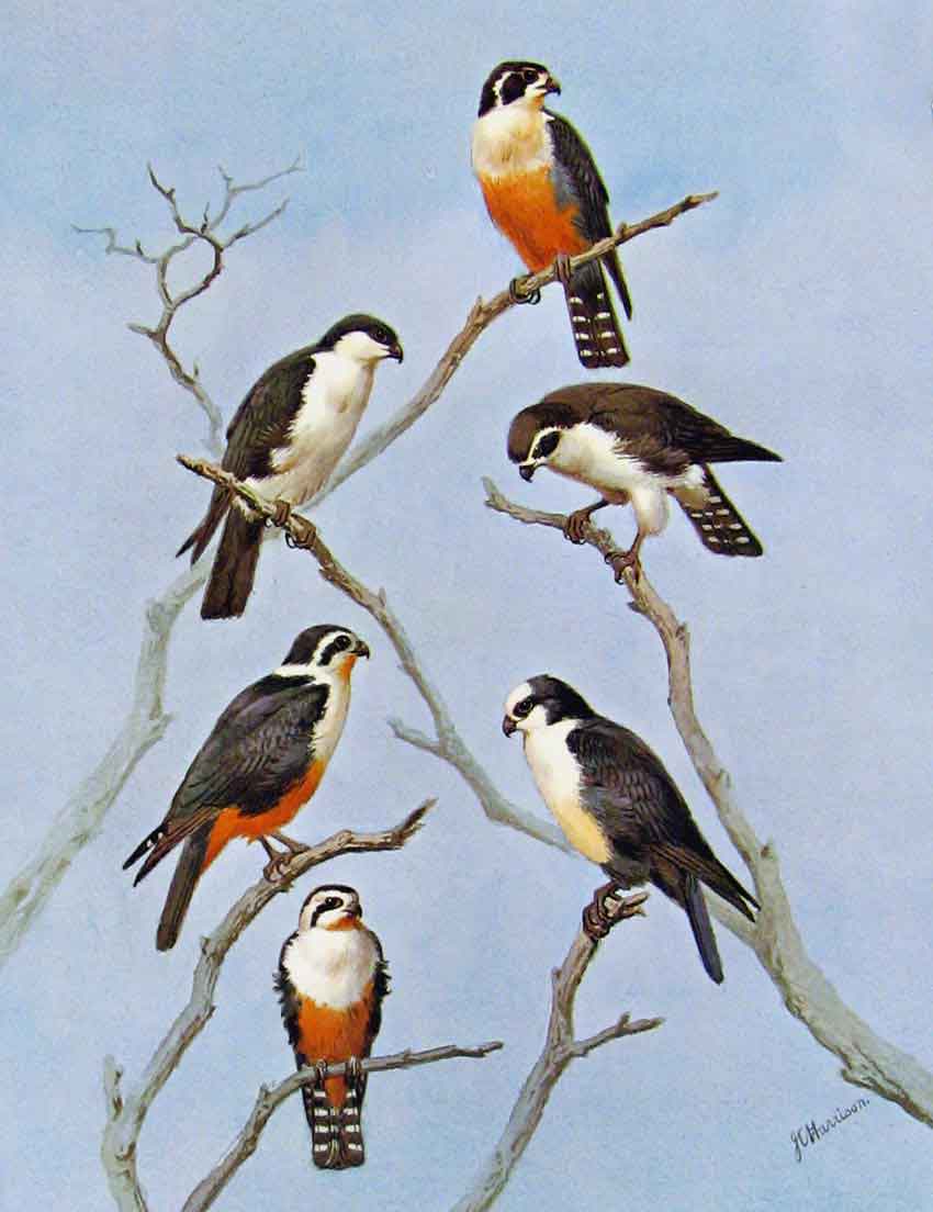 Old Antique Print Eagles Hawks & Falcons Red Legged Black Legged Bornean