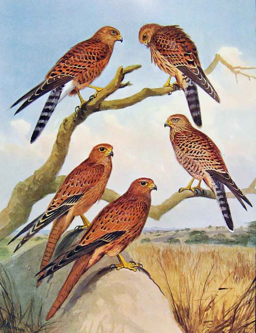 Old Antique Print Eagles Hawks & Falcons Greater White Eyed Kestrel Plate