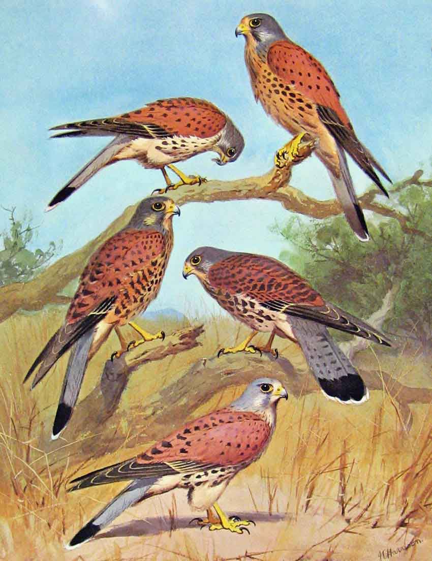 Old Antique Print Eagles Hawks & Falcons Common Kestrel C1898 Plate Color 19th
