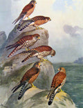 Old Antique Print Eagles Hawks & Falcons Seychelles Kestrel Color Plate