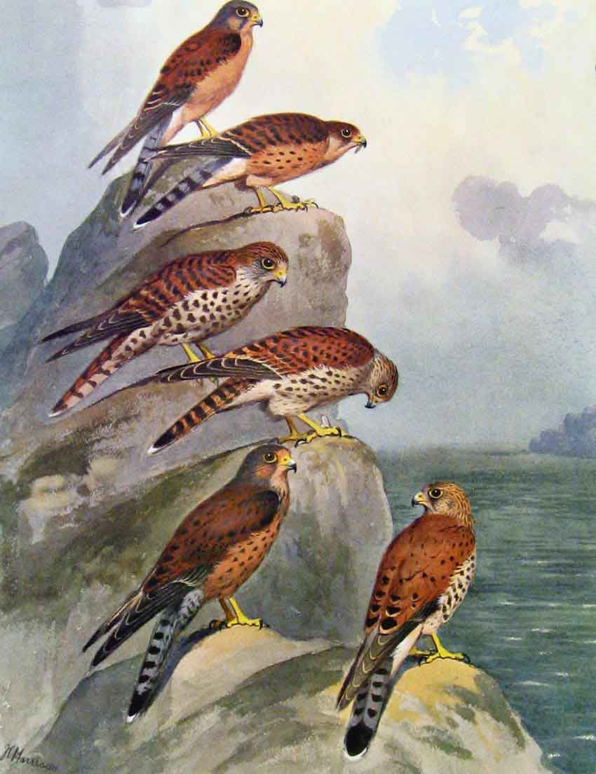 Old Antique Print Eagles Hawks & Falcons Seychelles Kestrel Color Plate