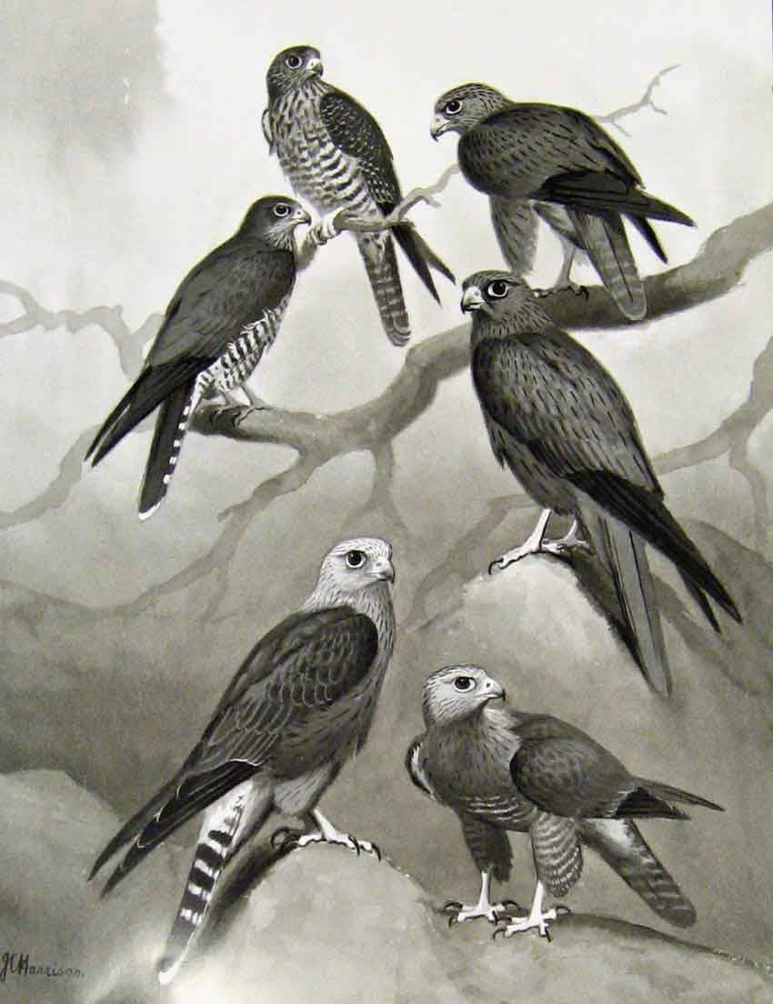 Old Antique Print Eagles Hawks & Falcons Grey Kestrel Color Plate C1898 19th