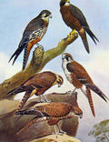Original Old Antique Print Eagles Hawks & Falcons New Zealand Hawk Brown Hawk