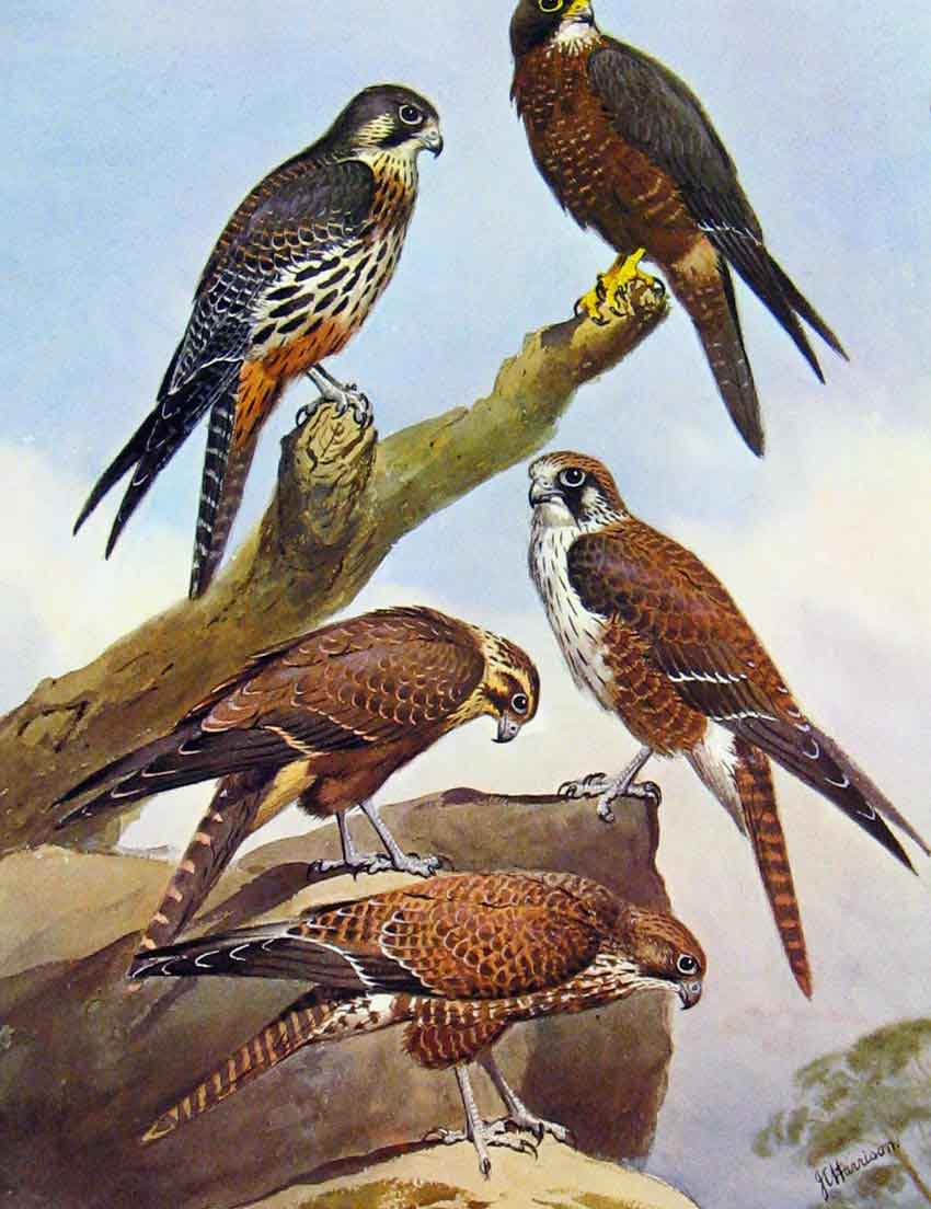 Original Old Antique Print Eagles Hawks & Falcons New Zealand Hawk Brown Hawk