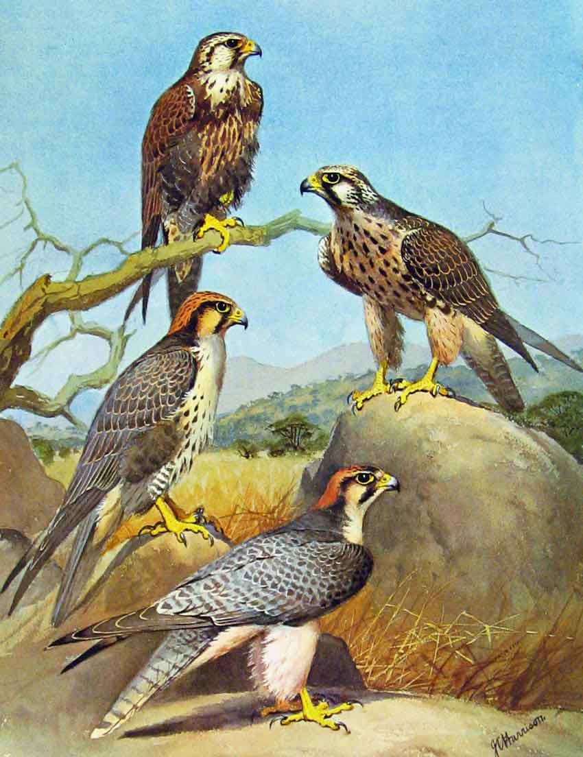 Old Antique Print Eagles Hawks & Falcons Laggar Falcon Color Plate 1898 19th