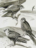 Original Old Antique Print Eagles Hawks & Falcons Prairie Falcon Birds Plate