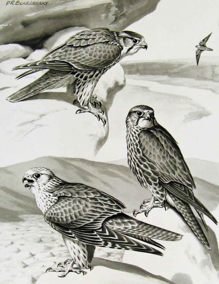 Original Old Antique Print Eagles Hawks & Falcons Prairie Falcon Birds Plate
