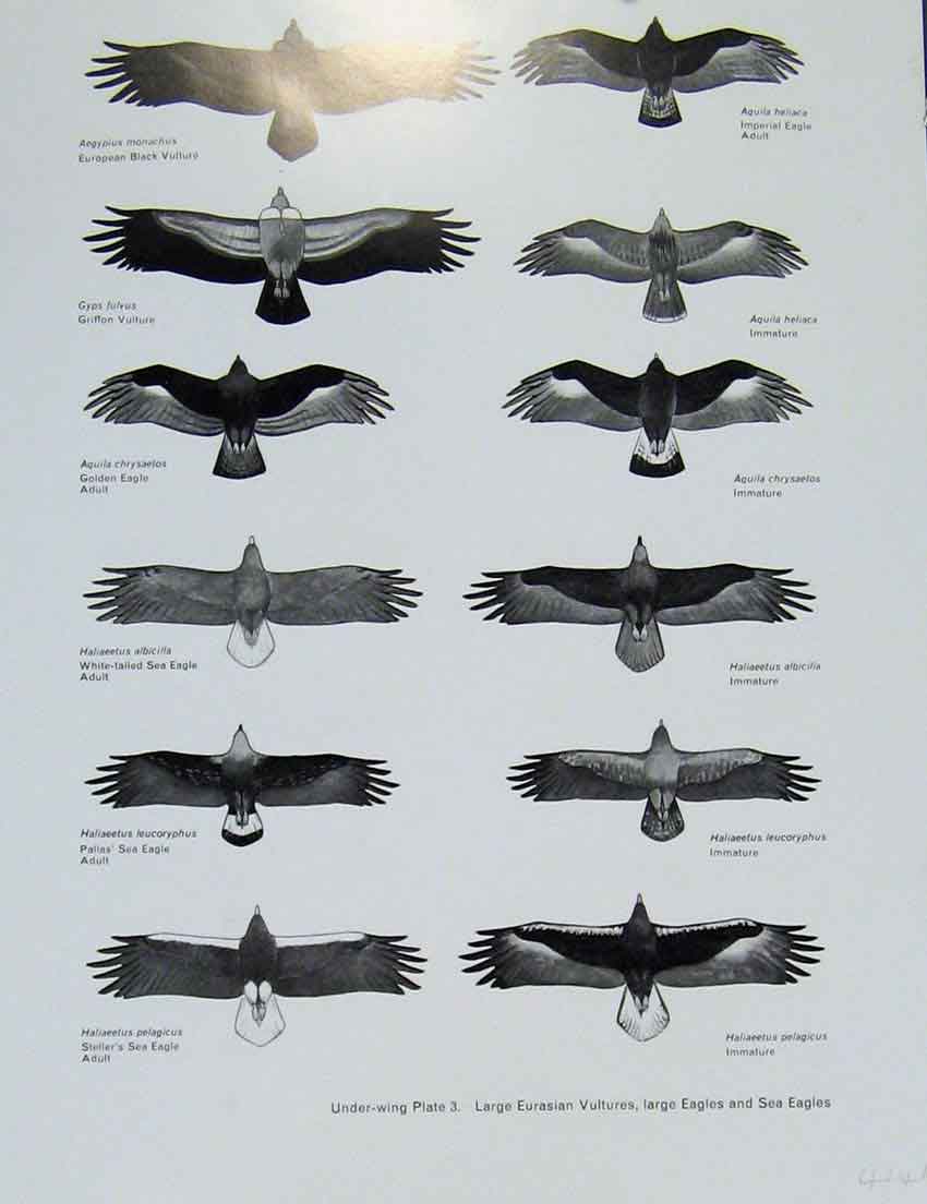 Original Old Antique Print Eagles Hawks & Falcons Eurasian Vultures Eagles Plate