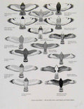 Original Old Antique Print Eagles Hawks & Falcons African Buzzards Snake Hawk
