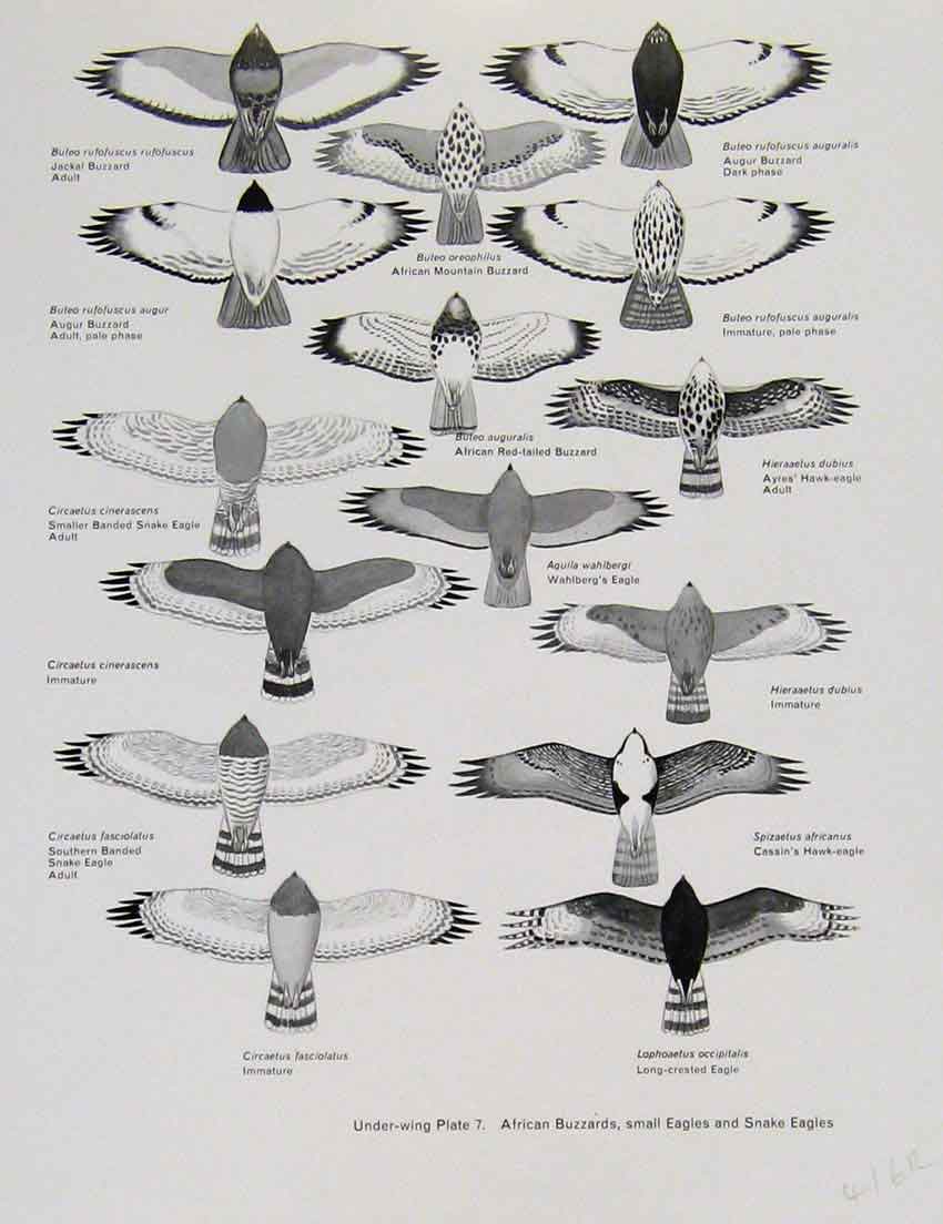 Original Old Antique Print Eagles Hawks & Falcons African Buzzards Snake Hawk