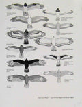 Old Antique Print Eagles Hawks & Falcons Large African Eagle Snake Eagle 18th