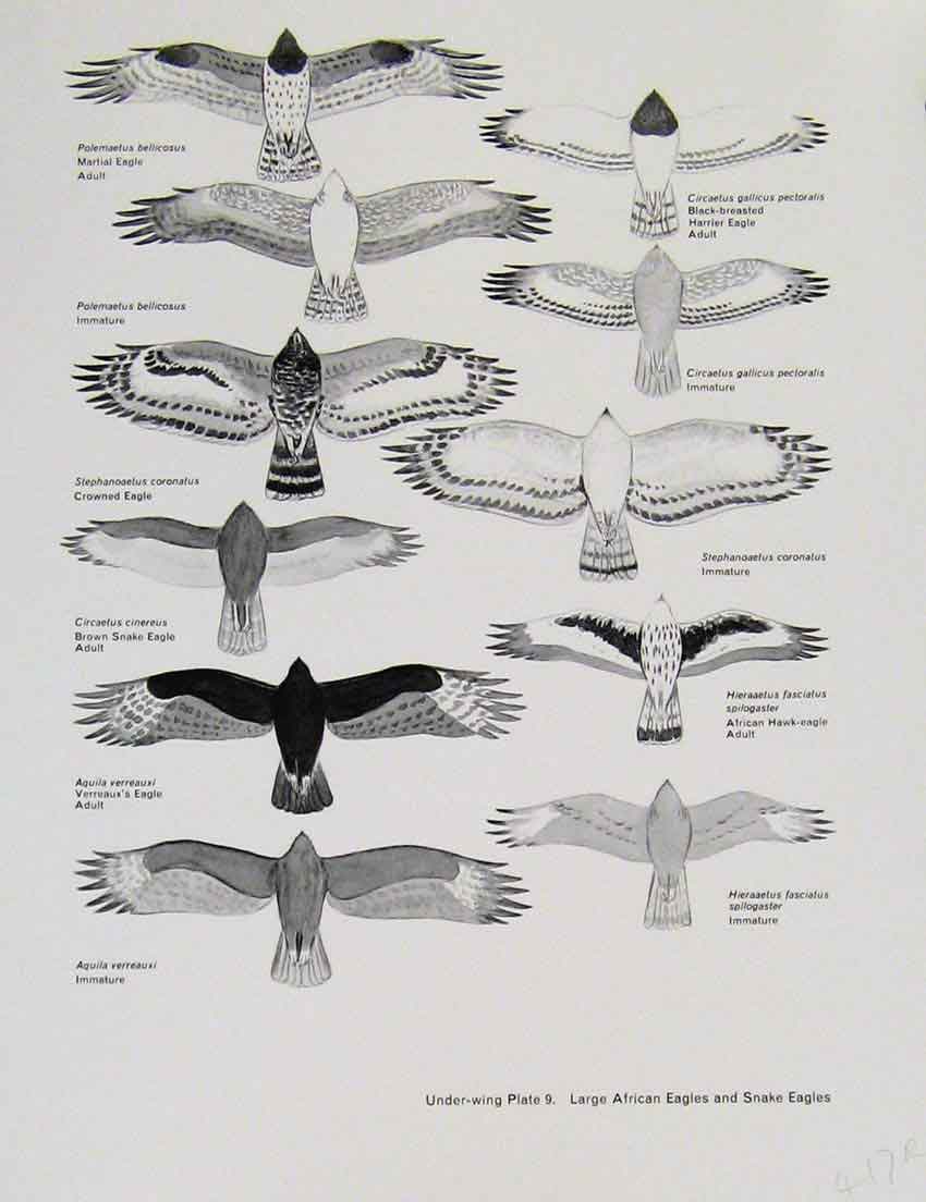 Old Antique Print Eagles Hawks & Falcons Large African Eagle Snake Eagle 18th