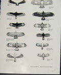 Original Old Antique Print Eagles Hawks & Falcons American Vultures Eagles Plate